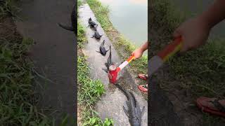 O peixe que tá tocando o terror nos EUA