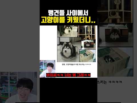 맹견들 사이에서 고양이를 키우면 생기는 일