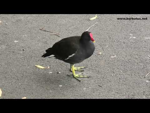 GALLINETA COMÚN | MOORHEN | Gallinula chloropus