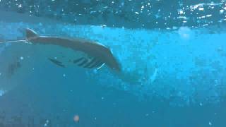 preview picture of video 'Snorkeling with Manta Rays on the Maledives - 03'