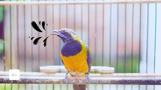 Download lagu Masteran Paling Di Cari !! Cucak Cungkok Gacor Full Tembakan Isian Mewah mp3