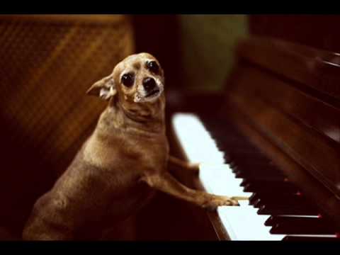 Boogie Mushroom - La noyée - Son de teuf (Yann tiersen)