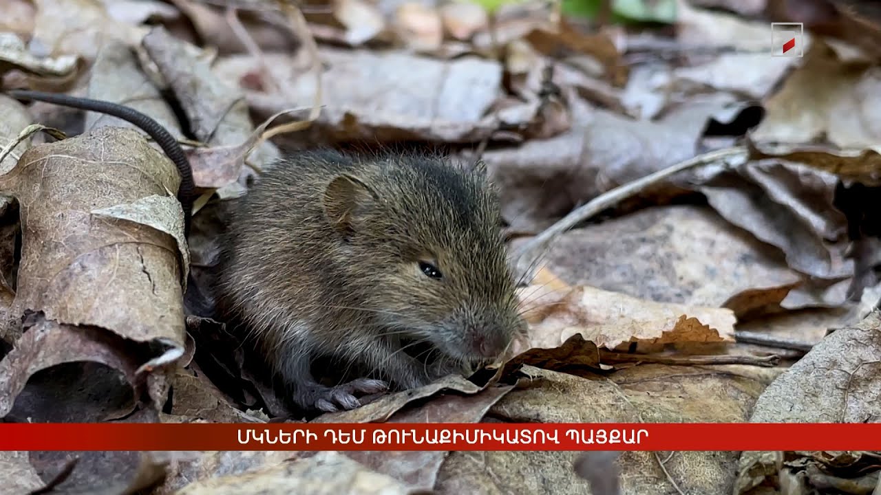 Մկների դեմ թունաքիմիկատով պայքար