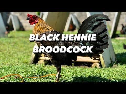 Black Hennie Original Broodfowl | Chico Line | Oronce Brothers