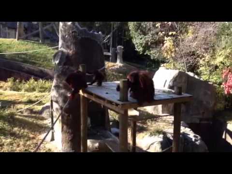 Chantek doesn't share