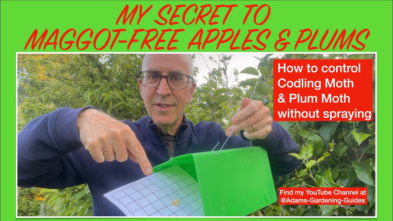 Plommeviklerfeller 2 Stk- A Green Way