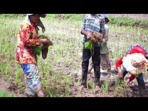 Sustainable lives for 375 women in rural Cambodia
