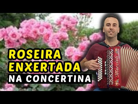🌹Roseira Enxertada uma das mais lindas músicas portuguesas tocadas na concertina 🪗