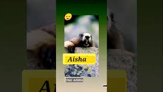 Download lagu Aisha Name ๐#aisha #status #statusvideo #funnyvideo #firstshortvideo #whatsappstatus #comedy #meme mp3 Download lagu Aisha Name ๐#aisha #status #statusvideo #funnyvideo #firstshortvideo #whatsappstatus #comedy #meme mp3