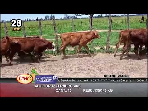 Lote 45 Terneros/as en Virasoro, Corrientes