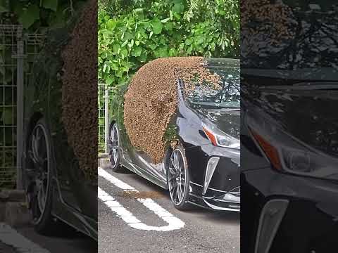 ミツバチに優しい多年草: 最良の種類 トピックス