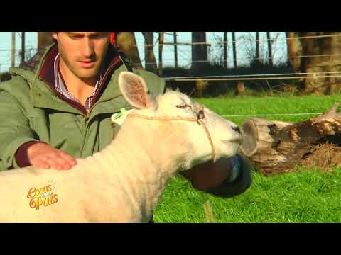 CRIADORES DE LA RAZA TEXEL EN CUCHILLA DE RAMÍREZ DEPARTAMENTO DE DURAZNO
