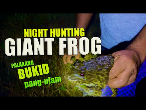 NIGHT HUNTING FROG| PALAKANG BUKID PANG ULAM