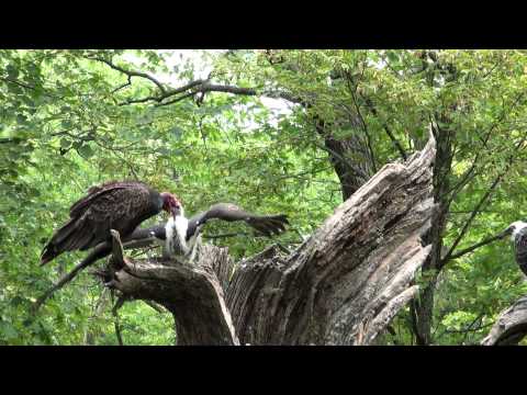 Turkey Vulture feeding young