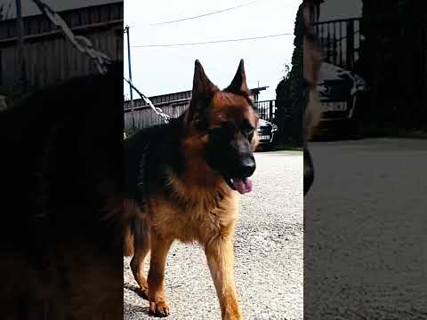 German Shepherd Dog puppy for sale