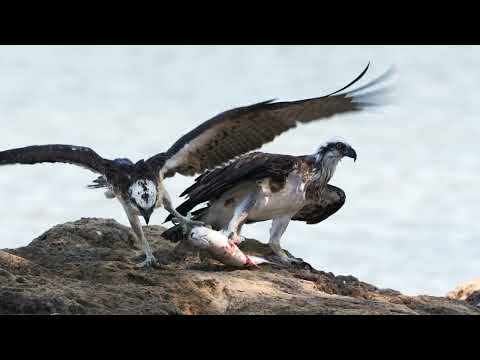 Ospreys fighting over fish!