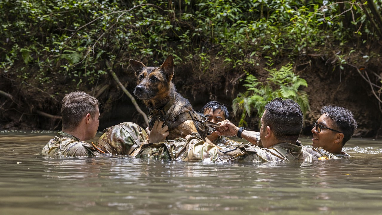 US Army Military Police Working Dogs Conducting Jungle Training in Wahiawa, Hawaii