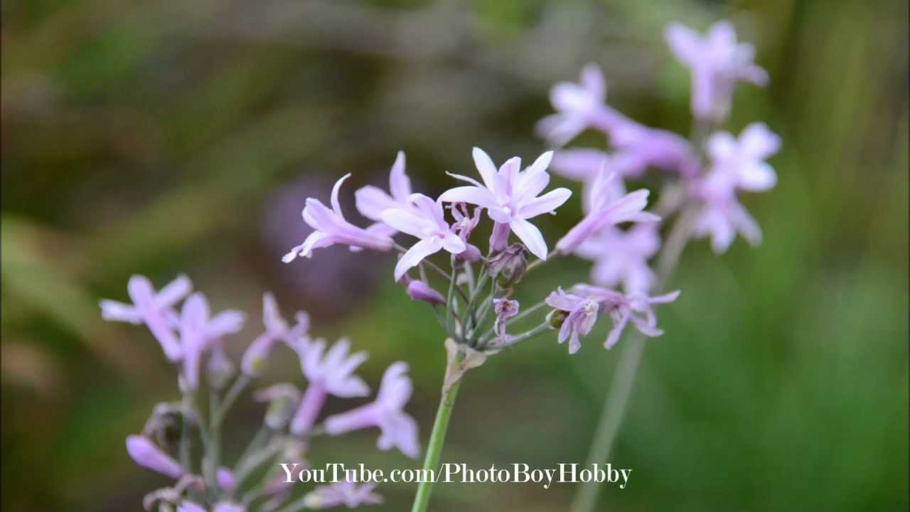 Объектив Nikon 18-300mm F3.5-5.6G AF-S DX ED VR