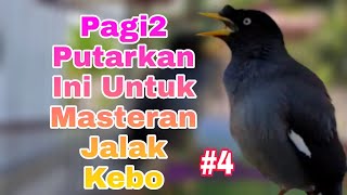 Download lagu Masteran Jalak Kebo Gacor Pagi Hari Jalak Kebo Mud... mp3