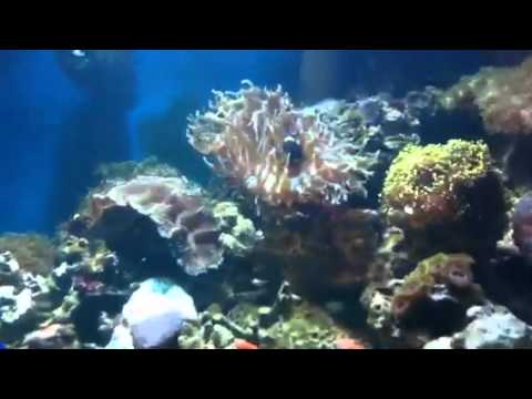 How to clear cloudy water in a reef tank by Paul talbot