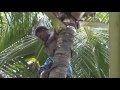 How to pluck a Coconut and cut it open 