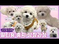 말티숑 미니비숑 휴지 성장과정 l minibichon frise hue.zi