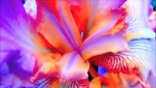 Flower of Love - by Phoenix Eyeris - cd = 