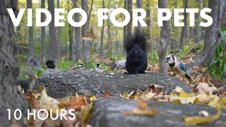 Cat TV for Pets to Watch - 10 Hour Relaxing Video with Forest Birds and Squirrels - Oct 23, 2025