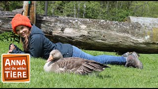 Download lagu Die Graugans und ihre Gössel | Reportage für Kinder | Anna und die wilden Tiere mp3