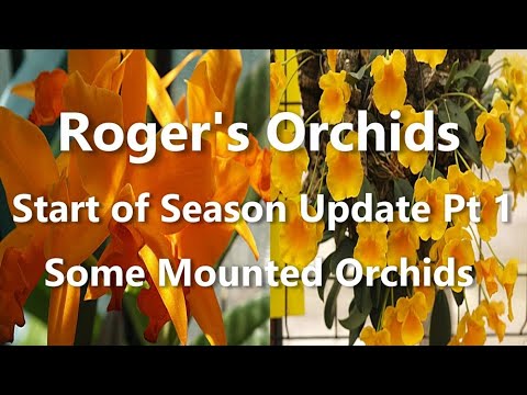 Start of Season Update Pt 1 Some Mounted Orchids