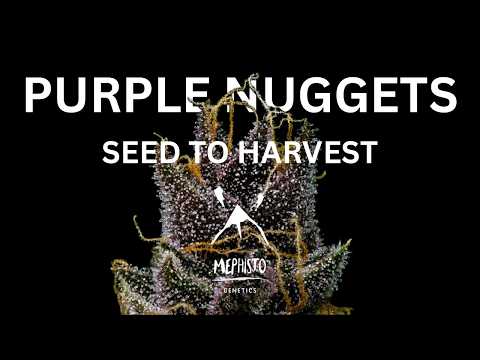 Purple Nuggets by Mephisto Genetics