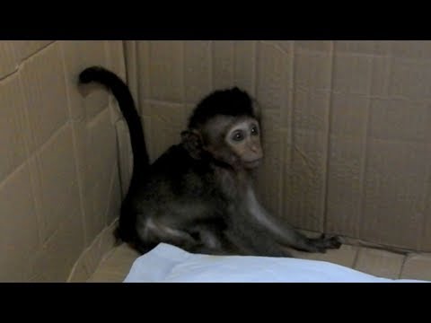 P18-Update Baby Lori At 5 AM Morning Still Crying and Wanna Walk|  She Try Hard To Walk herself Now