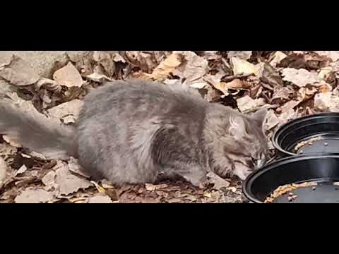 SNOW LEOPARD 1 EATING A PART 〽️ OF A TUNA SANDWICH 🥪 GANGSTER 🙃🙃🙃🙃🙃 KAT PARK NATIVE AMERICAN 1 1 1 🙃