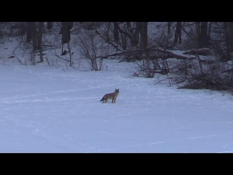 Coyote Hunting - 340 yard shot with Tikka 22-250, insane vapor trail!!!!!!