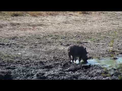 Djuma  Warthog male - 11:30 - 06/14/19