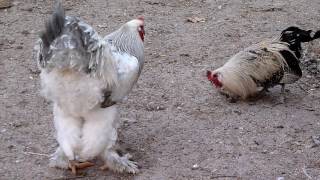 Brahma Rooster fights TO  get up IN HIERARCHY.. AGROKOTA GREECE /panasonic dmc TZ10