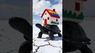 A tortoise saved a man's life by giving him a house made of wool.😭 #ai #save #aivideo #tortoise