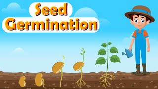 What Is Germination? | How Do Seeds Grow into Plants? | Process and Stages of Germination