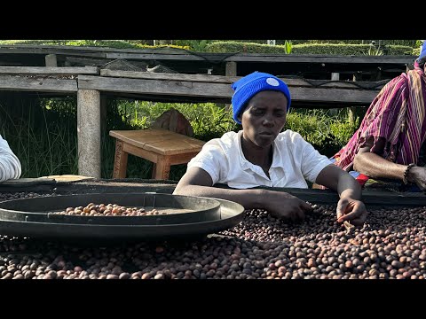 HUYE MOUNTAIN COFFEE RWANDA