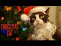 Christmas Cat A Bart Bonte Game