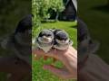 Swallows: The Birds That Never Stop Flying!" #information #interestingfacts #swallows #shorts