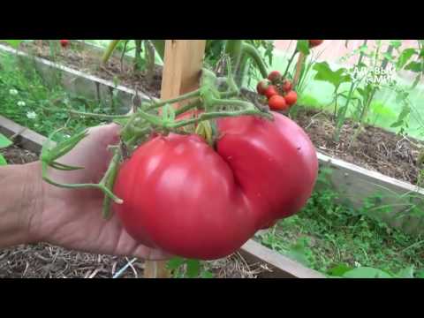Сорта томатов для теплицы. Сайт 'Садовый мир'