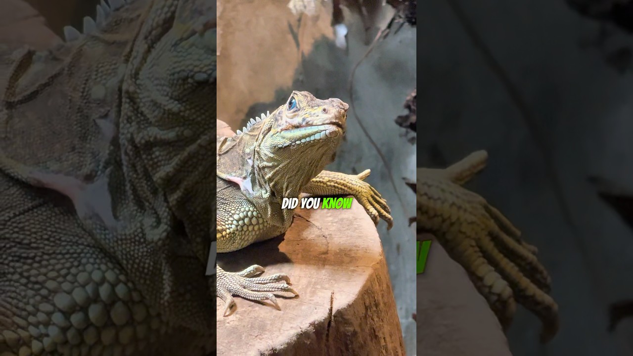 YouTube Short thumbnail