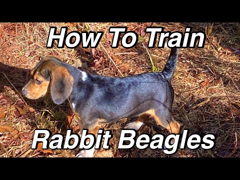 Rivah Time Beagles - How to train rabbit beagles with Dogtra Pathfinder