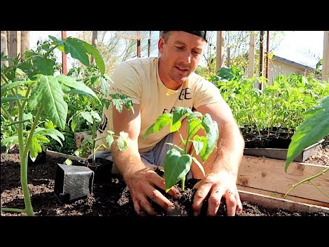 Kokiu atstumu vienas nuo kito sodinate pomidorus pakeltoje lysvėje? Kokiu atstumu vienas nuo kito sodinate pomidorus pakeltoje lysvėje?