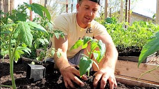 Tomato Growing Basics | Raised Bed Gardening