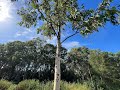 Kerri Koala S Australian Bush Sounds Crickets Bird Sounds Cicada Wild Flowers Bees White Noise