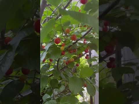 鳥は地面で何を食べますか