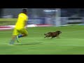 Dog in football match. Score , save goals , dribbles , tackle and more ...
