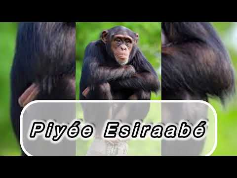 Zo Gang   Piyéé Esirabée